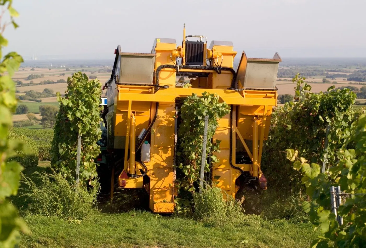 Vendangeur ou enjambeur : machine à vendanger