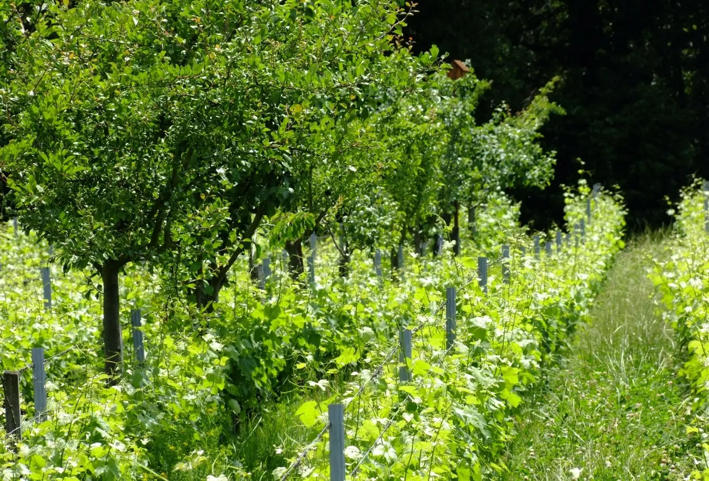 Domaine en agroforesterie