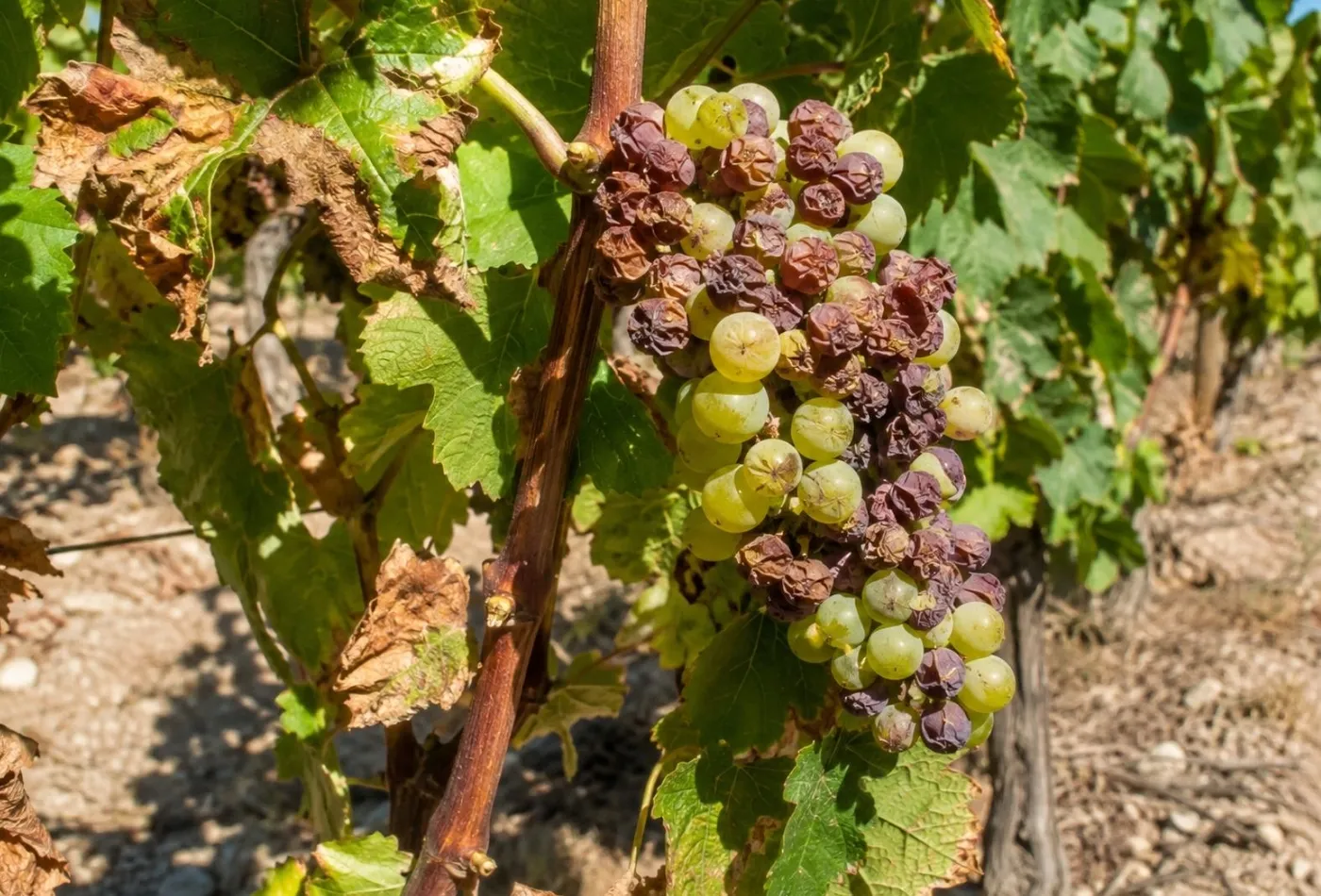 Baies de raisins brûlées par le soleil
