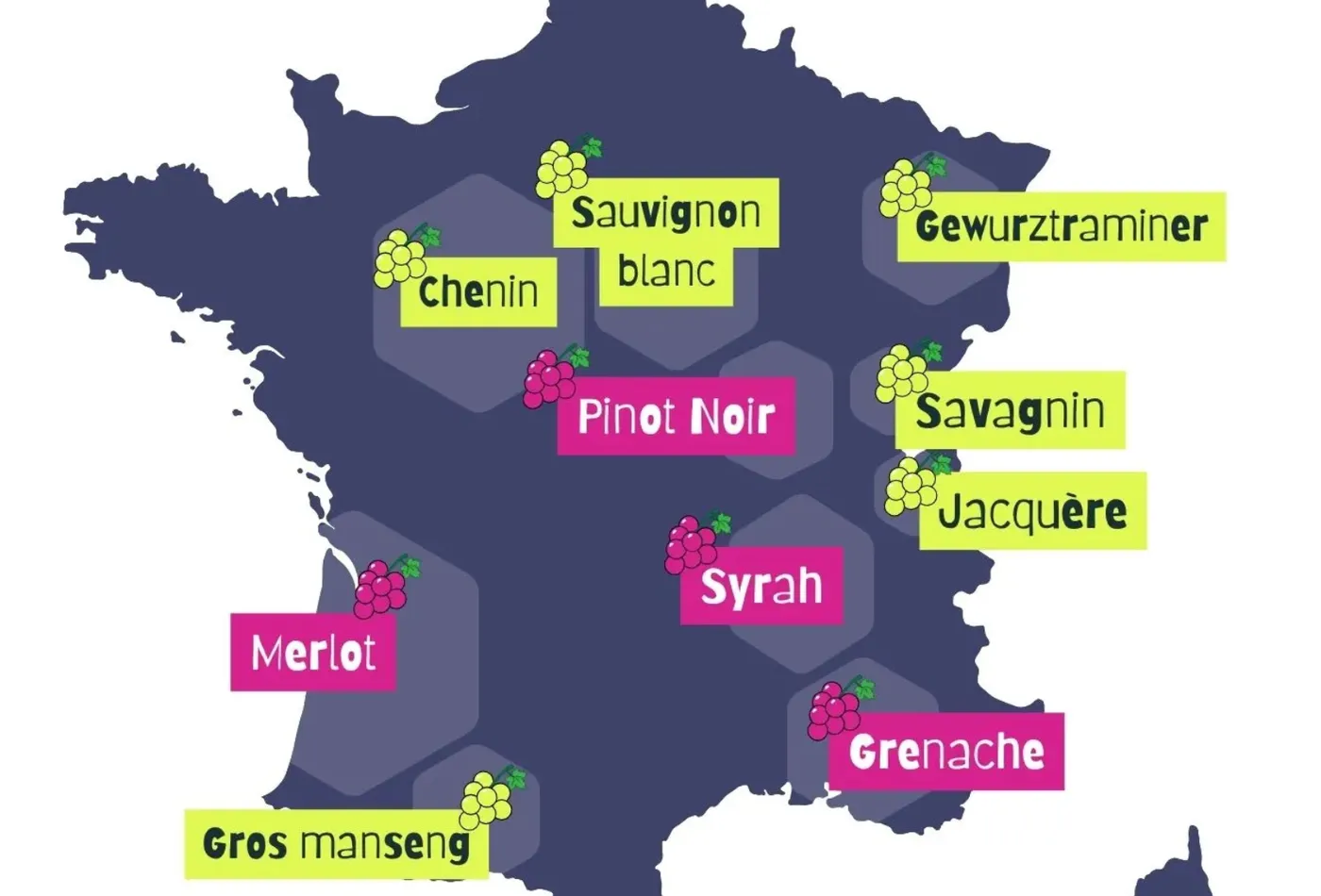 Les cépages par région de France