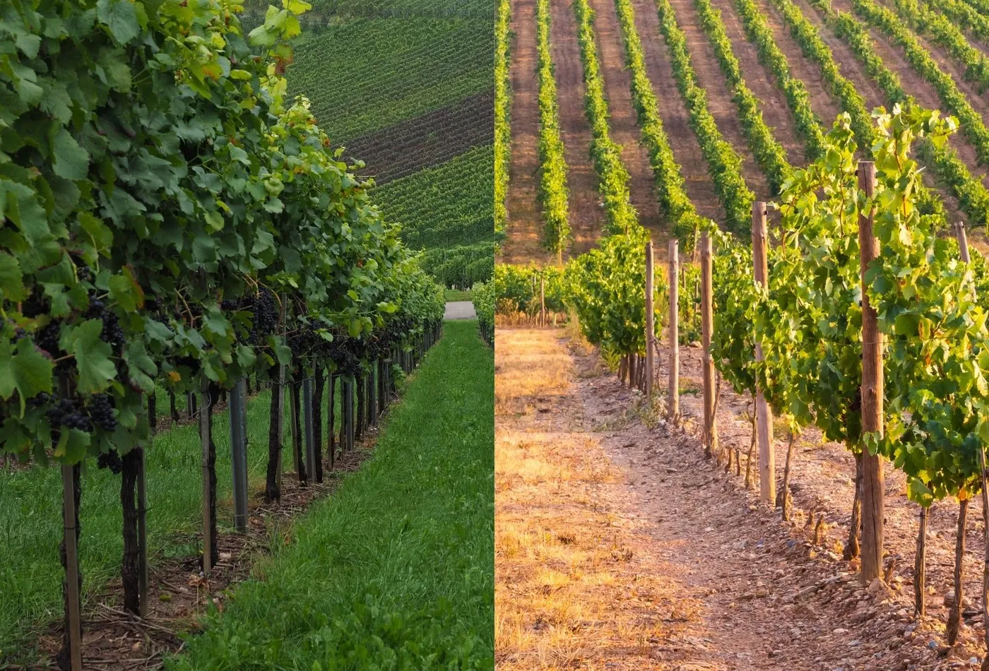 Couverts végétaux entre les rangs de vigne