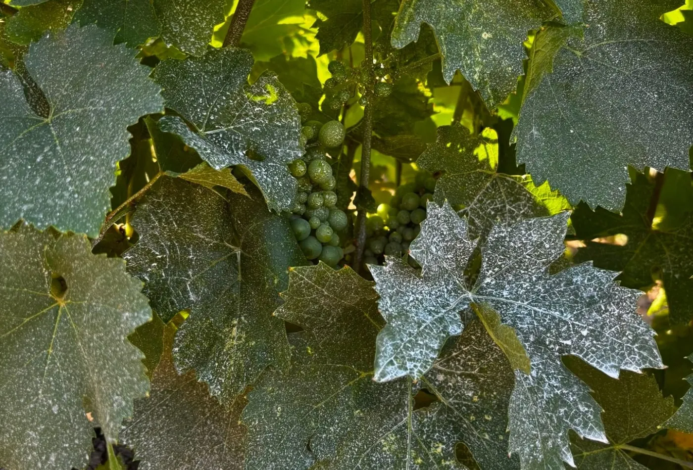 Kaolin pulvérisé sur la vigne