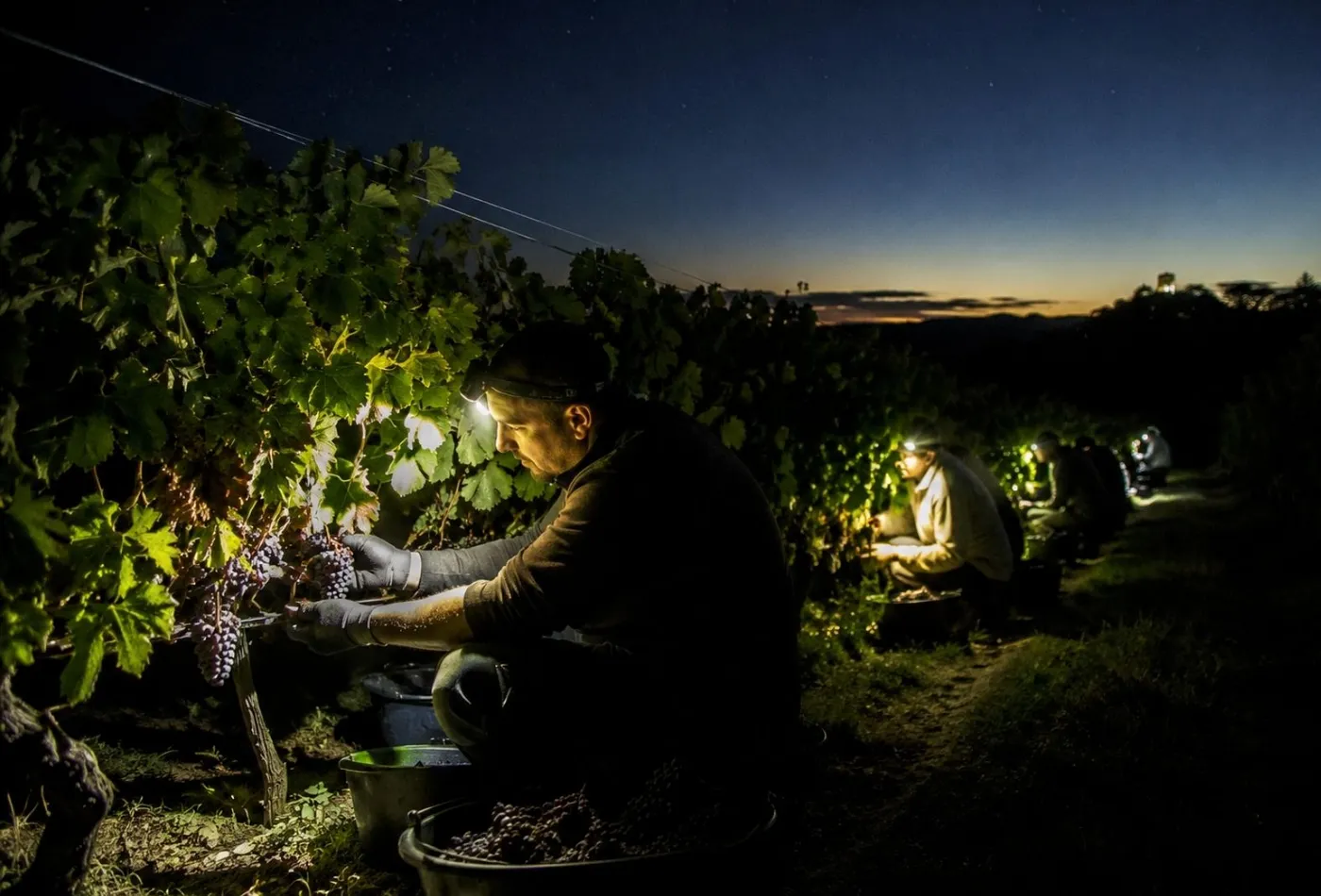 Vendanges de nuit