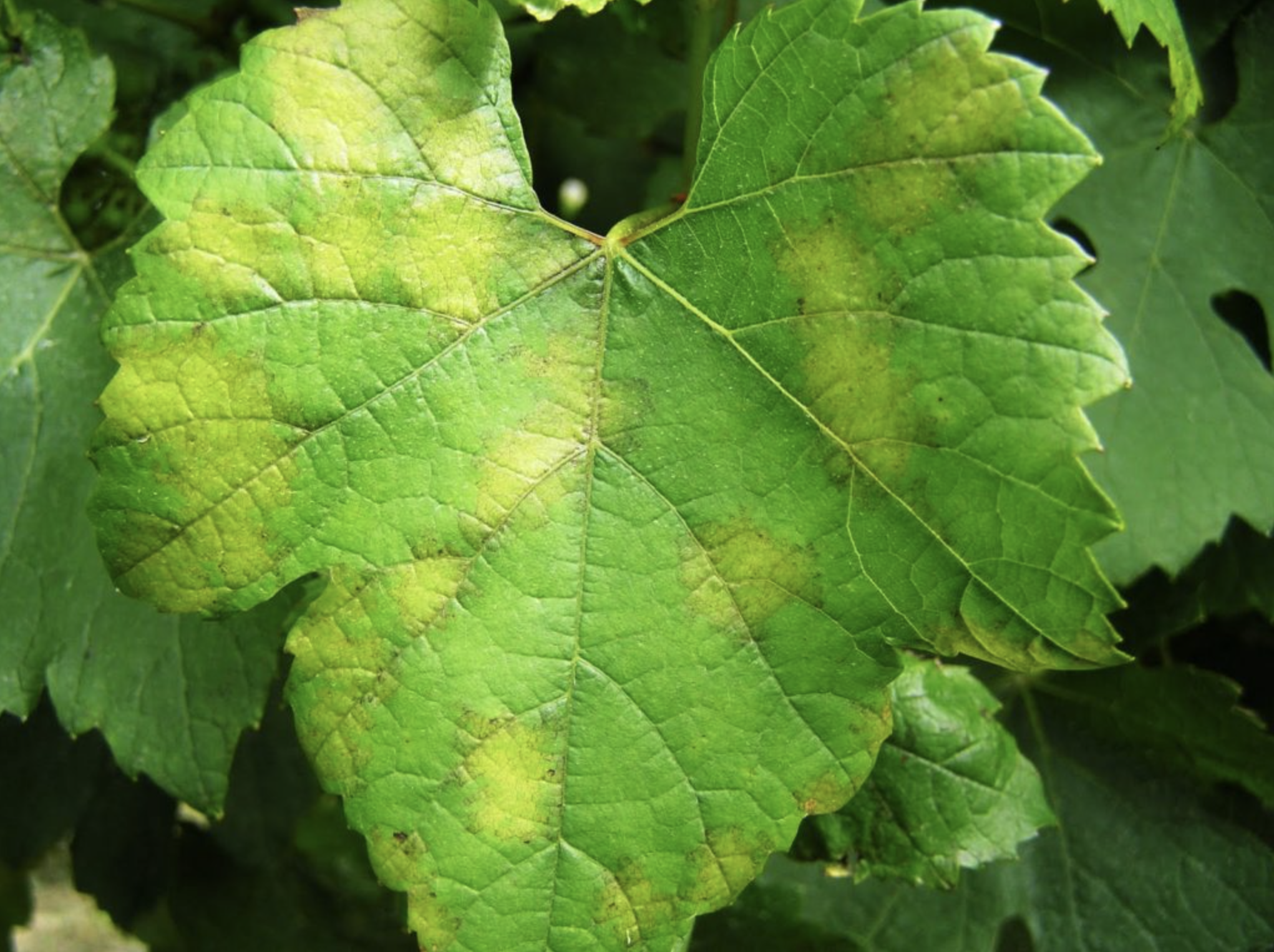 Feuille de vigne jaunie par le mildiou